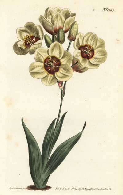 Ixia abbreviata (Gräddfärgad fläckig ixia, Ixia maculata v. ochroleuca). Handkolorerad kopparstick av F. Sansom Jr. efter en illustration av Sydenham Edwards från William Curtis