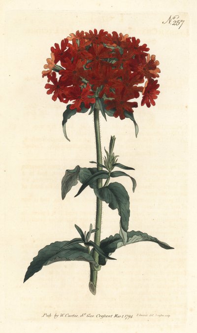 Jerusalem Cross - Brinnande kärlek, Silene chalcedonica (Scarlet lychnis, Lychnis chalcedonica). Handfärgad kopparstick av Sansom efter en illustration av Sydenham Edwards från William Curtis