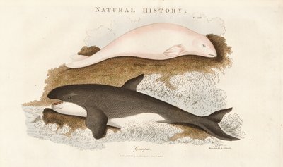 Späckhuggare och vitval av Sydenham Teast Edwards