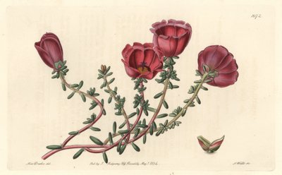 Storblommig portulak eller elva timmars riddare, infödd i Chile - S. Watts starkt vatten från en illustration av Sarah Anne Drake (1803-1857), från det botaniska registret av Sydenham Teast Edwards