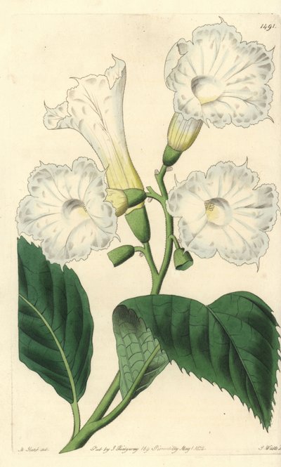 Storblomma cordia - storblommig cordia, Cordia grandiflora. Handkolorerad kopparstick av S. Watts efter en illustration av M. Hart från Sydenham Edwards