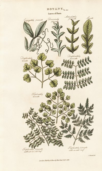 Bladformer och arrangemang av Sydenham Teast Edwards