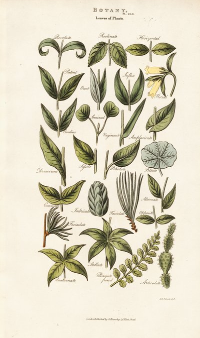 Bladformer och arrangemang av Sydenham Teast Edwards