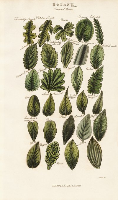 Bladmarginaler och bladstrukturer i botanisk morfologi av Sydenham Teast Edwards
