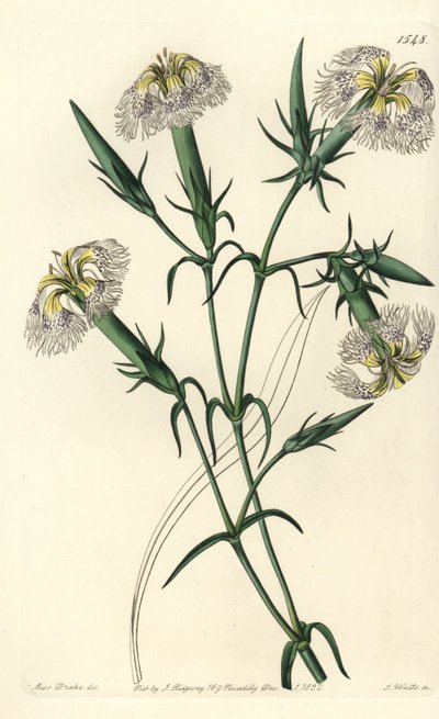 Libanon nejlika (art i fara) - Rosa av Libanon, Dianthus libanotis. Hotade arter. Handfärgad kopparstick av S. Watts efter en illustration av Miss Sarah Drake från Sydenham Edwards