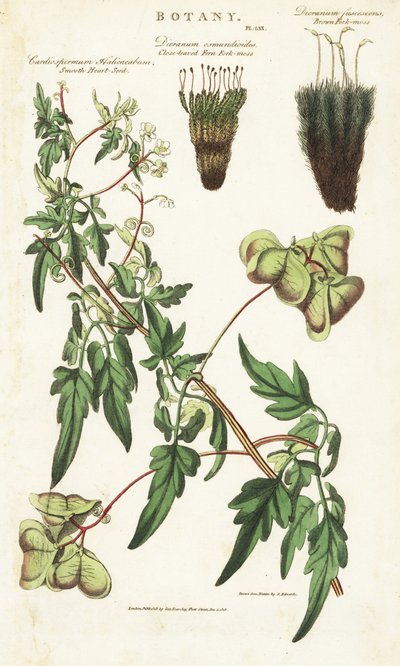 Liane hjärtat av Indien eller peas de coeur et deux variete de mousses - Ballongväxt eller släta hjärtfrö, Cardiospermum halicacabum, närbladig ormbunksgaffelmossa, Dicranum osmundioides och brun gaffelmossa, Dicranum fuscescens. Handfärgad koppargravyr av Sydenham Teast Edwards