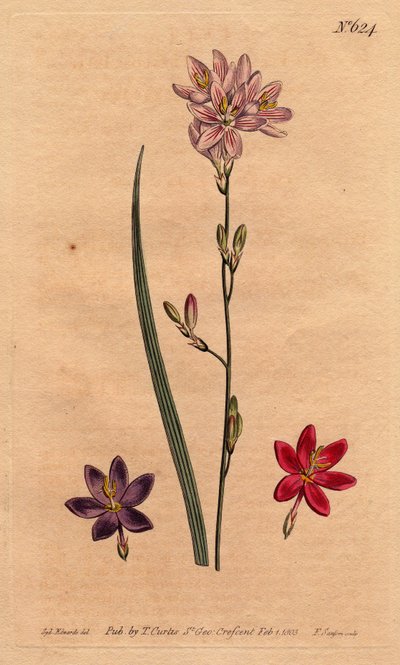 Liljor (liljor) av bles, med exempel på olika färger: rosa, lila, ecarlate. Flexuose ixia med exempel på färgvarianter: rosa, lila och scharlakansröd. Ixia flexuosa. Handfärgad kopparstick från en botanisk illustration av Sydenham Edw av Sydenham Teast Edwards
