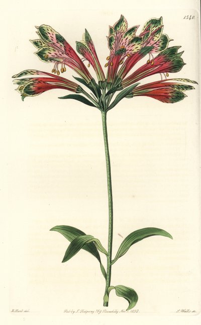 Inkalilja eller Peru (alstroemere eller alstroemerie) - Peruansk lilja, Alstroemeria pulchella (Parrot alstroemeria, Alstroemeria psittacina). Handkolorerad kopparstick av S. Watts efter en illustration av M. Hart från Sydenham Edwards
