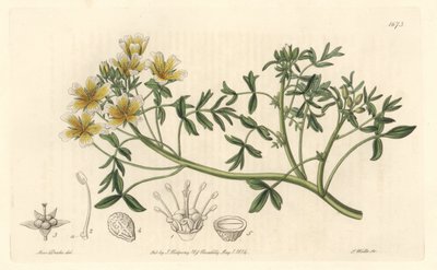 Limnanthe, ursprungligen från Kalifornien - S. Watts Strong Water från en illustration av Sarah Anne Drake (1803-1857), från Botanical Register av Sydenham Teast Edwards