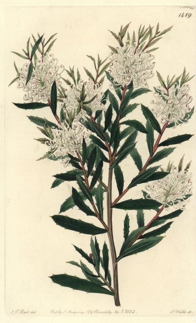Linärbladig hakea, Hakea linearis. Handkolorerad kopparstick av S. Watts efter illustration av J.T. Hart från Sydenham Edwards