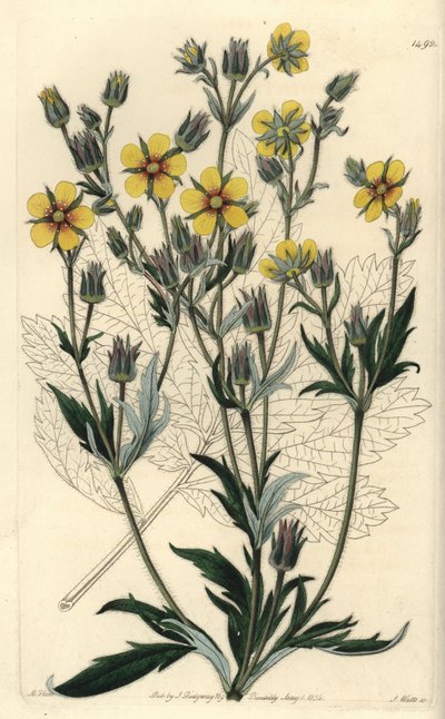 Långbladig cinquefolia variete - Potentilla longifolia (Viscid cinquefoil, Potentilla viscosa). Handkolorerad kopparstick av S. Watts efter en illustration av M. Hart från Sydenham Edwards