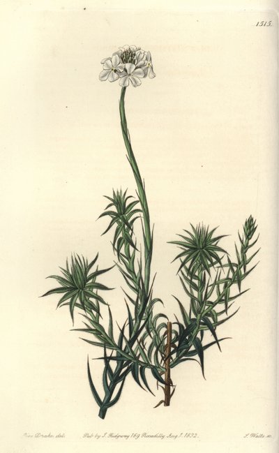 Långbladigt sphenotoma, Sphenotoma capitatum. Handkolorerad kopparstick av S. Watts efter en illustration av Miss Sarah Drake från Sydenham Edwards
