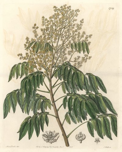 Longanier, ursprungligen från Kina - S. Watts starkt vatten från en illustration av Sarah Anne Drake (1803-1857), från Botanical Register av Sydenham Teast Edwards