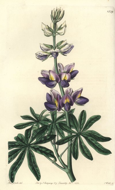 Lupin - Föränderlig lupinus, Lupinus mutabilis. Handkolorerad kopparstick av S. Watts efter en illustration av Miss Sarah Drake från Sydenham Edwards