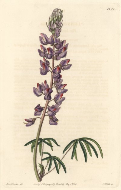 Lupin med smala blad - Strong water av S. Watts från en illustration av Sarah Anne Drake (1803-1857), från Botanical Register av Sydenham Teast Edwards