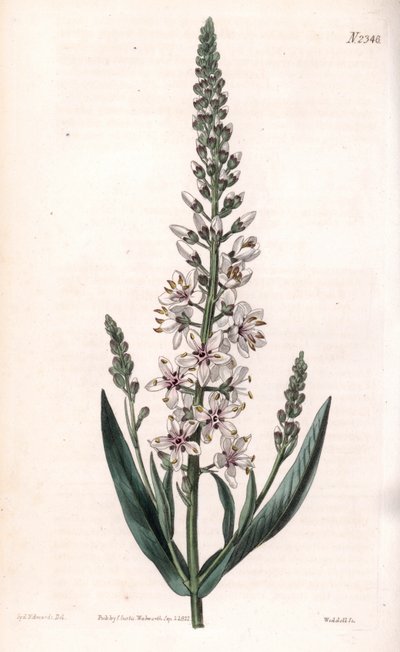 Lysimaque ephemere - Silver- eller pilbladig lösöre, Lysimachia ephemerum. Handfärgad kopparstick av Weddell efter en illustration av Sydenham Edwards från Samuel Curtis "" Botanical Magazine,"" London av Sydenham Teast Edwards
