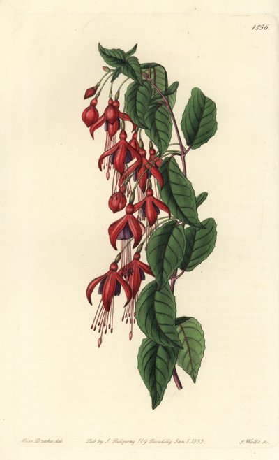 Magellan fuchsia - Hummingbird fuchsia, Fuchsia magellanica (Ballongblommig fuchsia, Fuchsia globosa). Handkolorerad kopparstick av S. Watts efter en illustration av Miss Sarah Drake från Sydenham Edwards