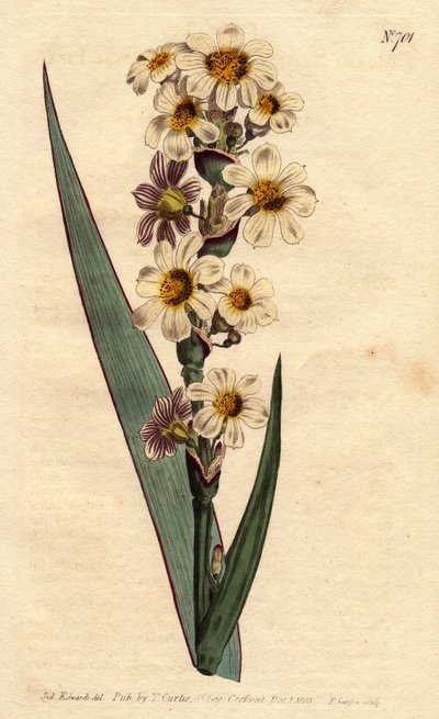 Marica har vita, gulstrimmiga blommor och lila linjer. Strimig blommig marica med vita, gula och renrandiga blommor. Marica striata. Handfärgad kopparstick från en botanisk illustration av Sydenham Edwards från William Curtis "" B av Sydenham Teast Edwards