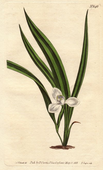 Marica marica med små vita blommor och smala och randiga blad. Marsh marica med små vita blommor och smalrandiga blad. Marica paludosa. Handfärgad kopparstick från en botanisk illustration av Sydenham Edwards från William Curtis