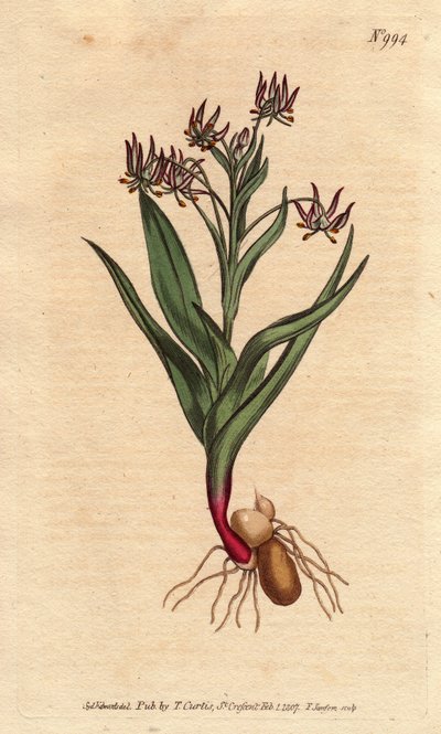 Melantium förgrening, med många små blommor syren, lök och rötter. Förgrenande melantium, med många små syrenblommor, och lökar och rotstruktur. Ornithoglossum viride (Melanthium viride) Handfärgad kopparstick från en botanisk illustration av Sydenham Teast Edwards