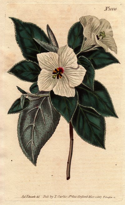 Melhania Saint Helena med vita blommor.St. Helena Rött trä med vita blommor. Melhania erythroxylon. Handfärgad kopparstick från en botanisk illustration av Sydenham Edwards från William Curtis "" Botanical Magazine"" 1790-1800. av Sydenham Teast Edwards