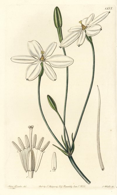 Mexikansk stjärna - Mexikansk stjärna eller snövit milla, Milla biflora. Handkolorerat kopparstick av S. Watts efter en illustration av miss Sarah Drake från Sydenham Edwards