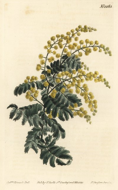 Mimosa - Dunig slingor, Acacia pubescens, sårbar (hårig skaft mimosa, Mimosa pubescens). Handkolorerad kopparstick av F. Sansom Jr. efter en illustration av Sydenham Edwards från William Curtis