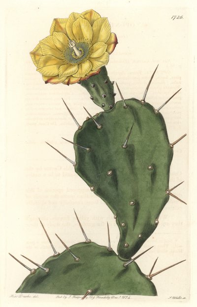 Monacanth Pactus, blommande kaktus, infödd i Sydamerika - Strong water av S. Watts från en illustration av Sarah Anne Drake (1803-1857), från det botaniska registret av Sydenham Teast Edwards