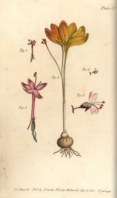 Monandria 1,2, tyg av guld, Crocus angustifolius (Triandria) 3, och trollkarls nattskugga, Circaea alpina (Diandria) 4,5. Handkolorerad kopparstick av en botanisk illustration av Sydenham Edwards för William Curtis