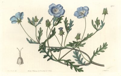 Namophile maculee, ursprungligen från Kalifornien - Water forte av S. Watts från en illustration av Sarah Anne Drake (1803-1857), från Botanical Register av Sydenham Teast Edwards