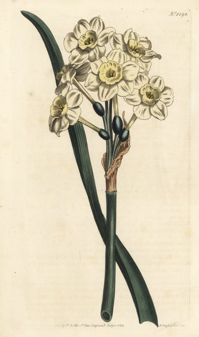 Narcissus en bukett - Buntblommig påsklilja, Narcissus tazetta (Blek-kupad vit trädgårdsnarcissus; Narcissus orientalis) - Handkolorerad kopparstick av F. Sansom Jr. efter en illustration av Sydenham Edwards från William Curtis