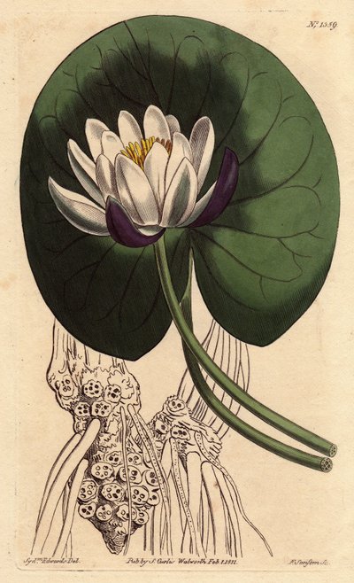 Nenuphar har en stor vit blomma framför hela sitt runda blad. Koppblommig näckros med stor vit blomma framför rund liljedyna. Nymphaea nitida. Handfärgad kopparstick från en botanisk illustration av Sydenham Edwards från William av Sydenham Teast Edwards
