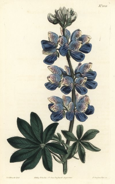 Nootka Lupin - Nootka-Sound lupin, Lupinus nootkatensis. Handkolorerad kopparstick av F. Sansom Jr. efter en illustration av Sydenham Edwards från William Curtis