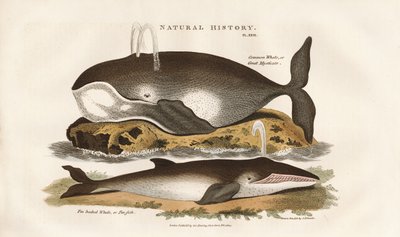 Nordatlantiska valar av Sydenham Teast Edwards