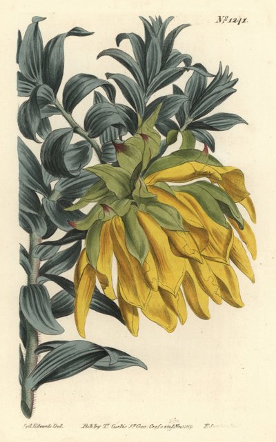 Orange nickande huvud eller bergsdahlia, Liparia splendens (Ruscus-bladiga liparia, Liparia sphaerica). Handkolorerad kopparstick av F. Sansom Jr. efter en illustration av Sydenham Edwards från William Curtis