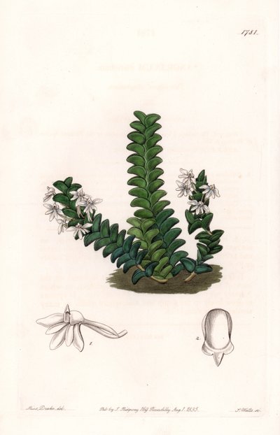 Orkidé: Angraecum sort, infödd i Ekvatorialafrika - Plåt graverad av S.Watts, från en illustration av Sarah Anne Drake (1803-1857), från Botanical Register of Sydenham Edwards (1768-1819), England av Sydenham Teast Edwards