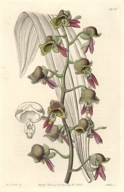 Orchid Catasetum, tvåfärgade blommor, infödd i Guyana - Water forte av S. Watts från en illustration av Sarah Anne Drake (1803-1857), från det botaniska registret av Sydenham Teast Edwards