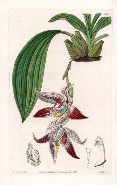 Orkidé: Paphinia cristata, infödd i Amazonia - Plåt graverad av S.Watts, från en illustration av Sarah Anne Drake (1803-1857), från Botanical Register of Sydenham Edwards (1768-1819), England av Sydenham Teast Edwards