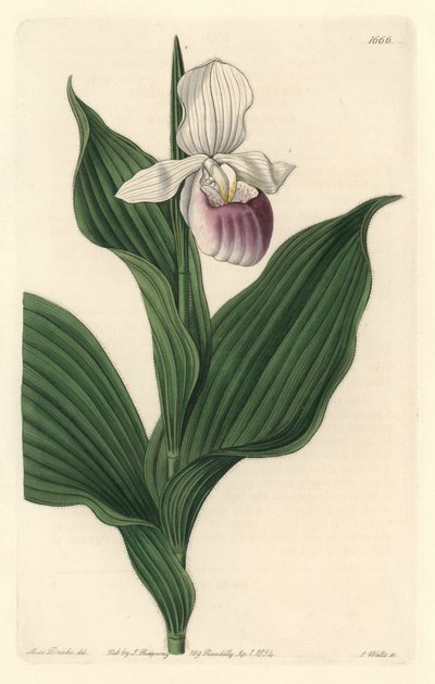 Orchid, Royal Cypripede - Water forte av S. Watts från en illustration av Sarah Anne Drake (1803-1857), från Botanical Register av Sydenham Teast Edwards