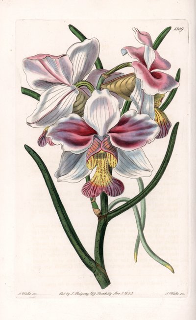Orkidé: Vandasort, epifytiska arter i Asien - Plåt graverad av S.Watts, från en illustration av Sarah Anne Drake (1803-1857), från Botanical Register of Sydenham Edwards (1768-1819), England av Sydenham Teast Edwards