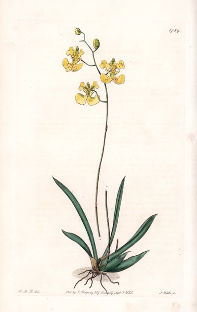 Orchid: Variete Tolumnia guianensis, endemisk till Haiti och Santo Domingo - Plåt graverad av S.Watts, från en illustration av Sarah Anne Drake (1803-1857), från Botanical Register of Sydenham Edwards (1768-1819), England av Sydenham Teast Edwards