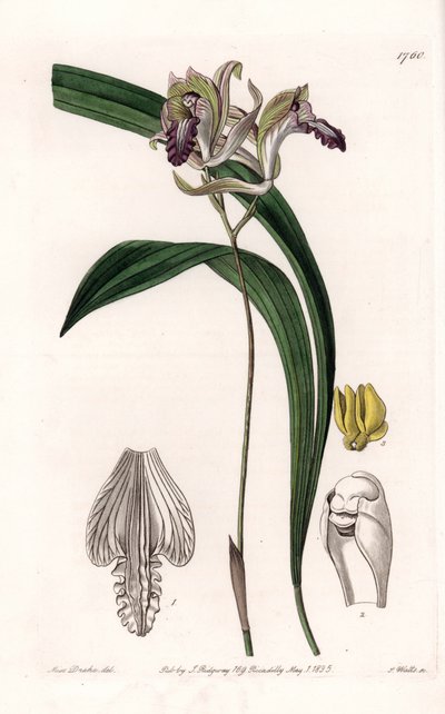 Orchid: Variety of Bletia of America - Plåt graverad av S.Watts, från en illustration av Sarah Anne Drake (1803-1857), från Botanical Register of Sydenham Edwards (1768-1819), England av Sydenham Teast Edwards