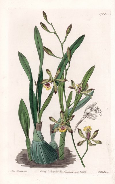 Orchid: epidendre grele - Graverad tavla av S.Watts, från en illustration av Sarah Anne Drake (1803-1857), från Botanical Register of Sydenham Edwards (1768-1819), England av Sydenham Teast Edwards