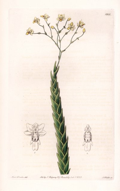 Orkidé: exotisk variant av Lockhartia - Plåt graverad av S.Watts, från en illustration av Sarah Anne Drake (1803-1857), från Botanical Register of Sydenham Edwards (1768-1819), England av Sydenham Teast Edwards