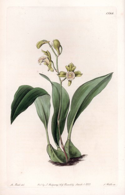 Orkidé: maxillary a bunches - Gravyr av S.Watts, efter en illustration av Sarah Anne Drake (1803-1857), från Botanical Register of Sydenham Edwards (1768-1819), England av Sydenham Teast Edwards