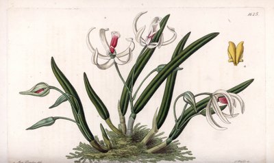 Orkidé: miniatyrvariant av leptoter - Plåt graverad av S.Watts, från en illustration av Sarah Anne Drake (1803-1857), från Botanical Register of Sydenham Edwards (1768-1819), England av Sydenham Teast Edwards