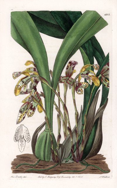 Orkidé: variant av maxillaria, hemma i Sydamerika - Plåt graverad av S.Watts, baserad på en illustration av Sarah Anne Drake (1803-1857), från Botanical Register of Sydenham Edwards (1768-1819), England av Sydenham Teast Edwards