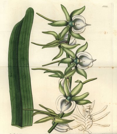 Orkidésort av öarna i Indiska oceanen - Elfenben angraecum orkidé, Angraecum eburneum. Handkolorerad kopparstick av S. Watts efter en illustration av Miss Sarah Drake från Sydenham Edwards