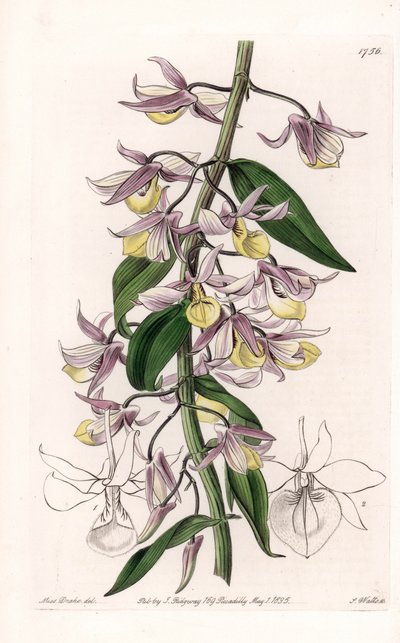 Orkidé: sort av Dendrobium, infödd i Asien - Plåt graverad av S. Watts, från en illustration av Sarah Anne Drake (1803-1857), från Botanical Register of Sydenham Edwards (1768-1819), England av Sydenham Teast Edwards