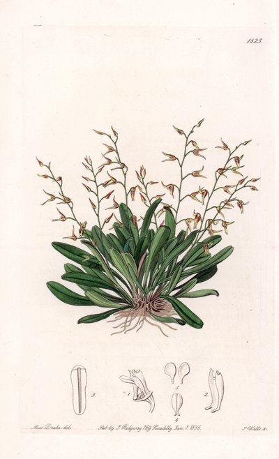 Orchid: variation of epidendre - Plåt graverad av S.Watts, från en illustration av Sarah Anne Drake (1803-1857), från Botanical Register of Sydenham Edwards (1768-1819), England av Sydenham Teast Edwards